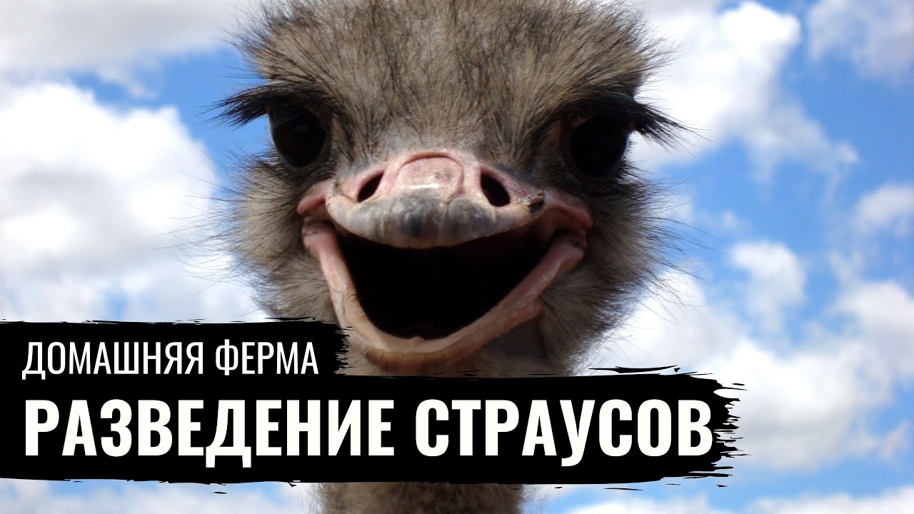 СТРАУСЫ \ Разведение страусов \ Страусиная ферма \ Домашняя ферма