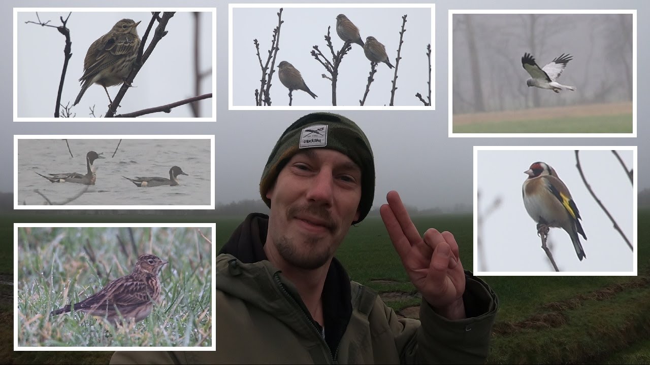 🤯Необыкновенный день, несмотря на туман 🦅📸 (более 20 видов птиц за одну экскурсию!)