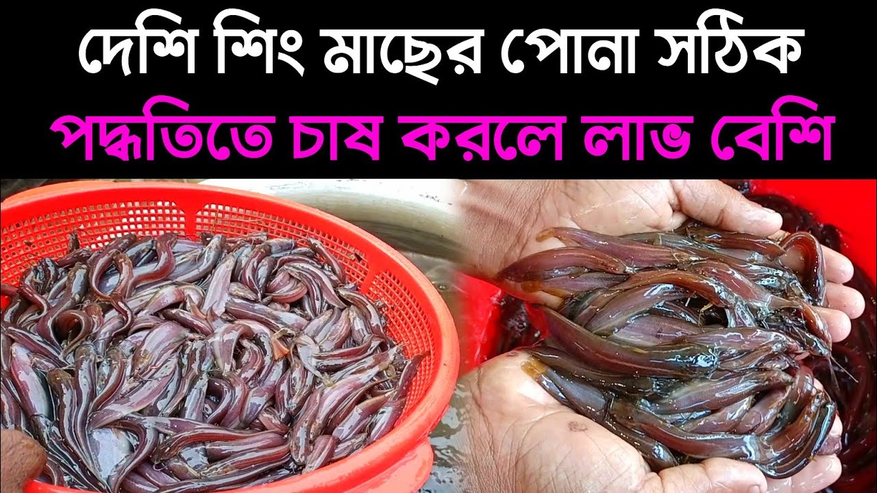 দেশি শিং মাছের পোনা সঠিক পদ্ধতিতে চাষ করলে লাভ বেশি