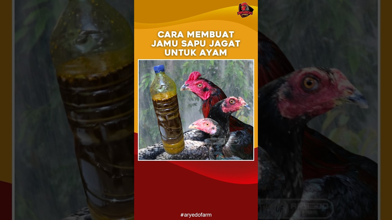 Cara Membuat Jamu Sapu Jagat Untuk Ayam