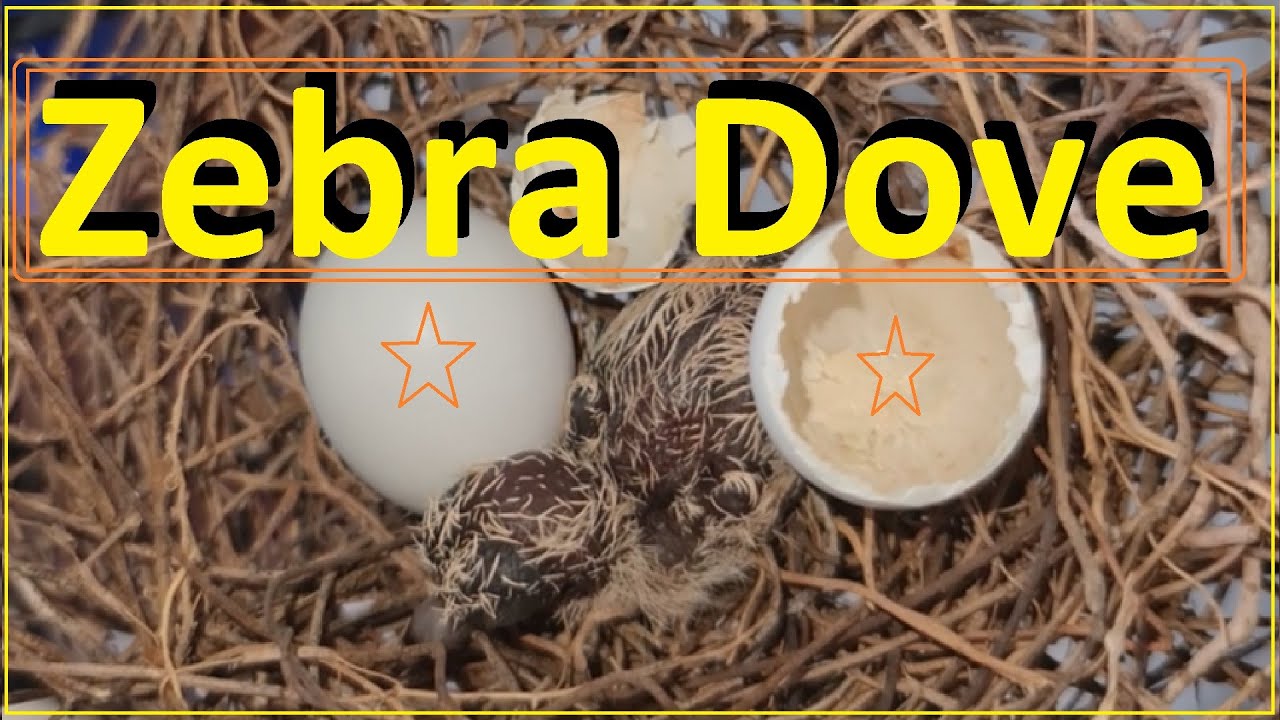 Bird Watch | Zebra Dove Babies | Growth Stages | 4K |鸽子生蛋小鸟