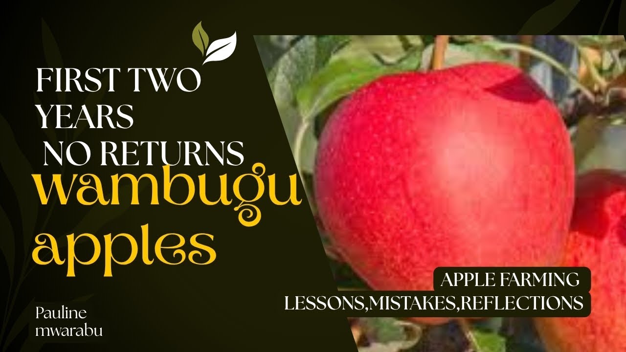 First two years zero returns, wambugu apples