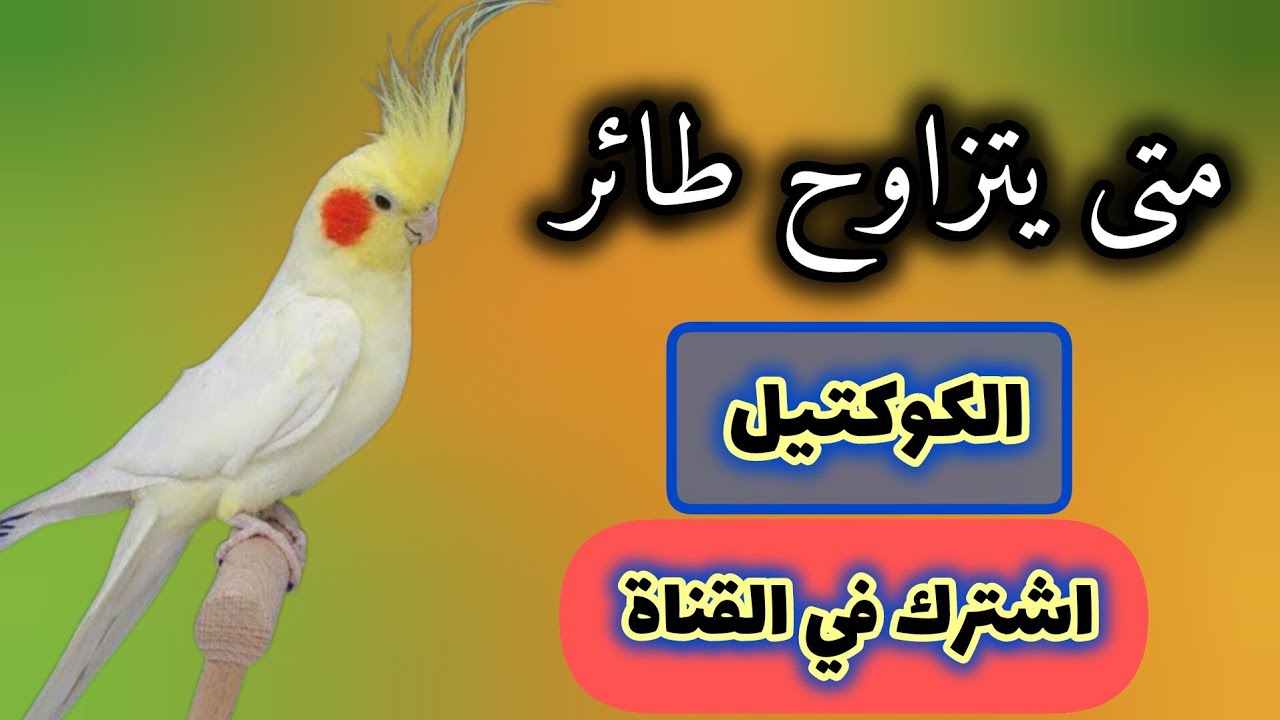 متى يتزاوج طائر الكوكتيل؟ 🐦 كل ما تحتاج معرفته عن موسم التزاوج ورعاية الطيور