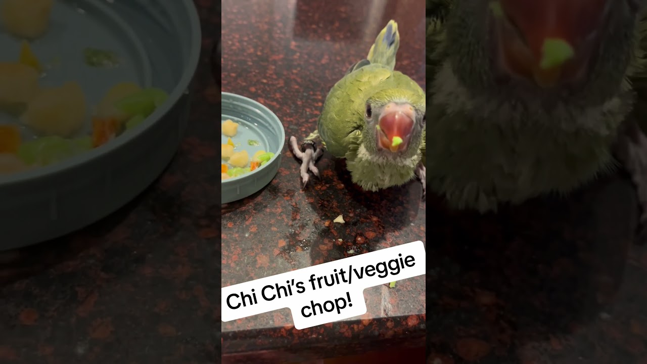 Baby tries new foods! #talkingparrot #cuteanimals #funnyanimals #babyanimals #rainbowbaby