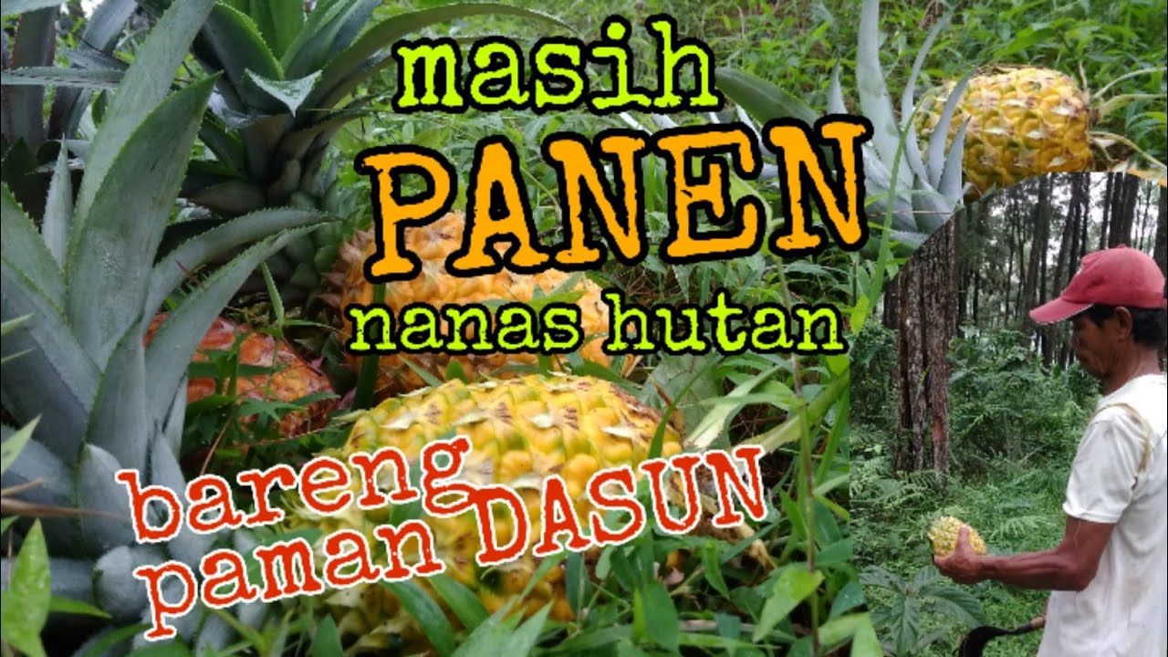 PANEN NANAS DI HUTAN, LANJUT TERUUSS PAMAAN DASUN..  #part2 #petiknanas #barengpamandasun