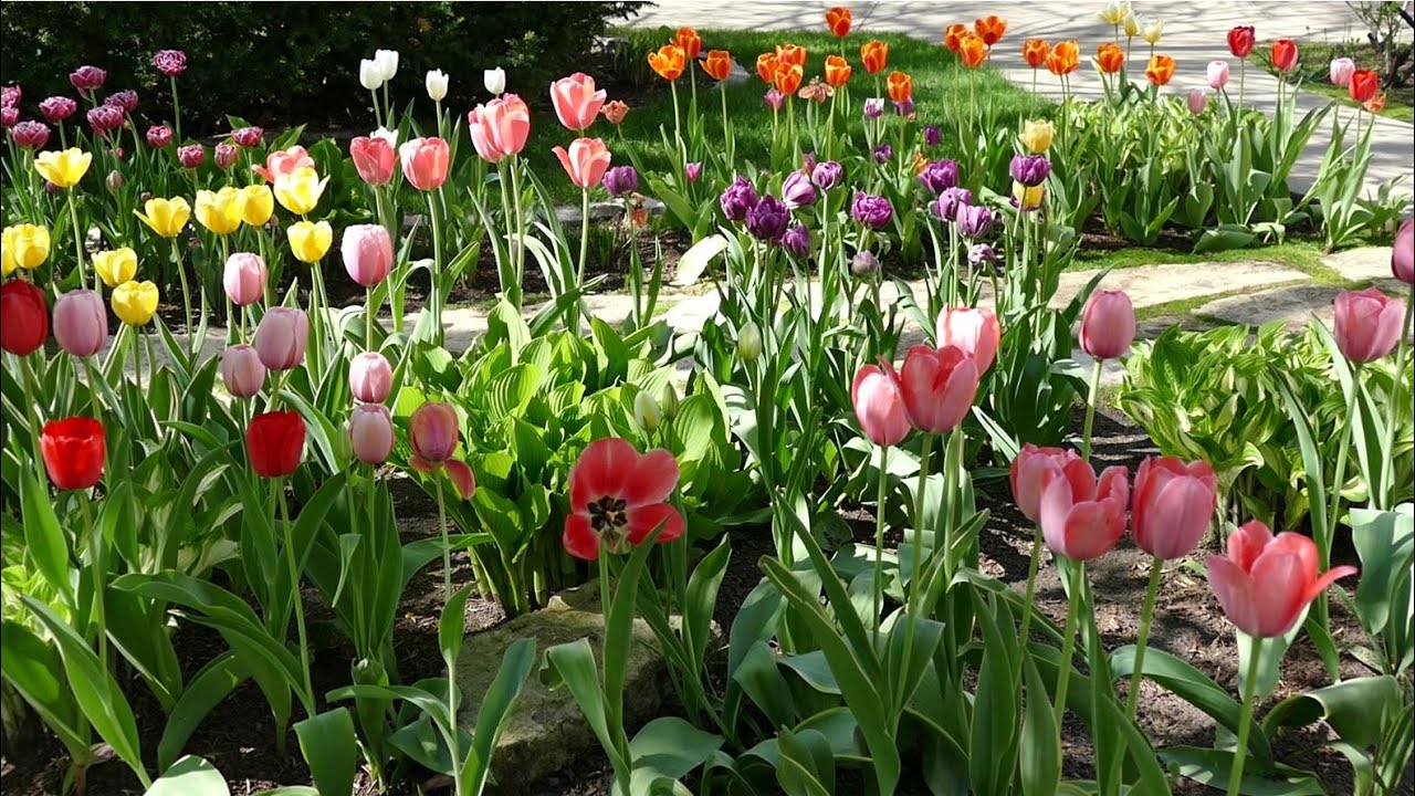 Tour Rosanne's May Garden featuring Tulips, Crabapple Trees, and Woodland Wildflowers