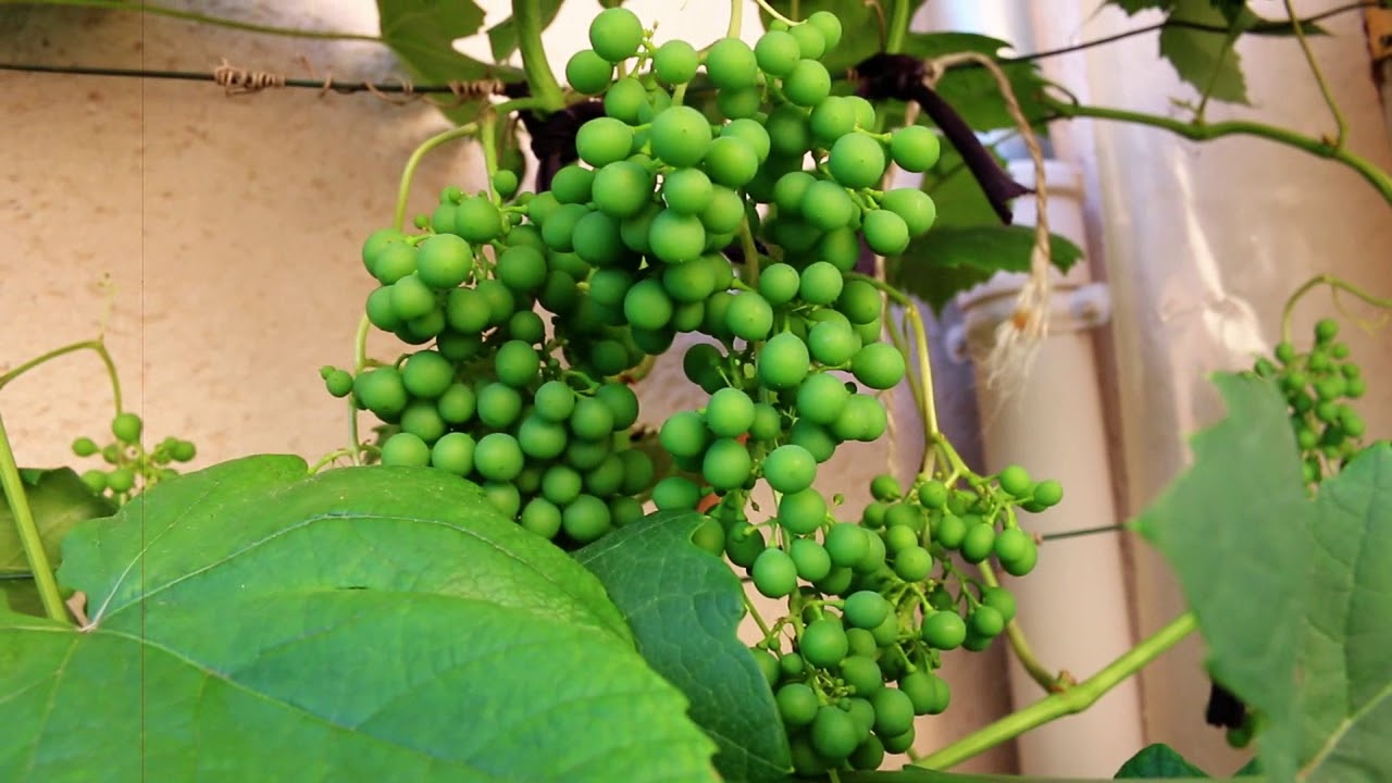 Vigne, 200 grappes sur 6 m, laTaille en vert 2018