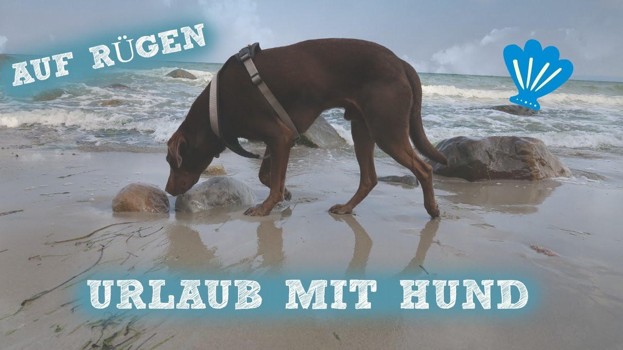 Urlaub mit Hund ... auf Rügen