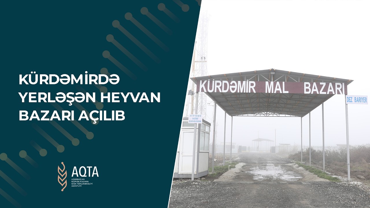 Kürdəmirdə yerləşən heyvan bazarı açılıb