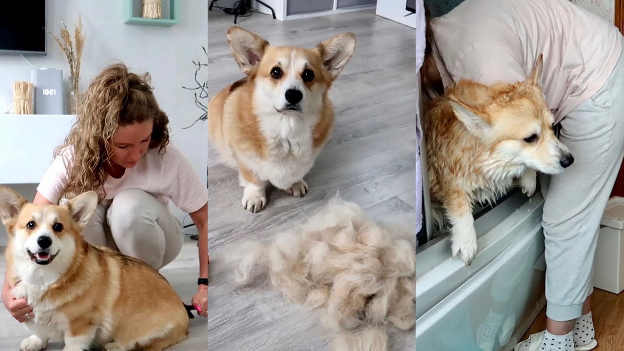 КУПАЮ ДВУХ КОРГИ 🫧много шерсти смеха и собак 😂Миссия выполнена ✅