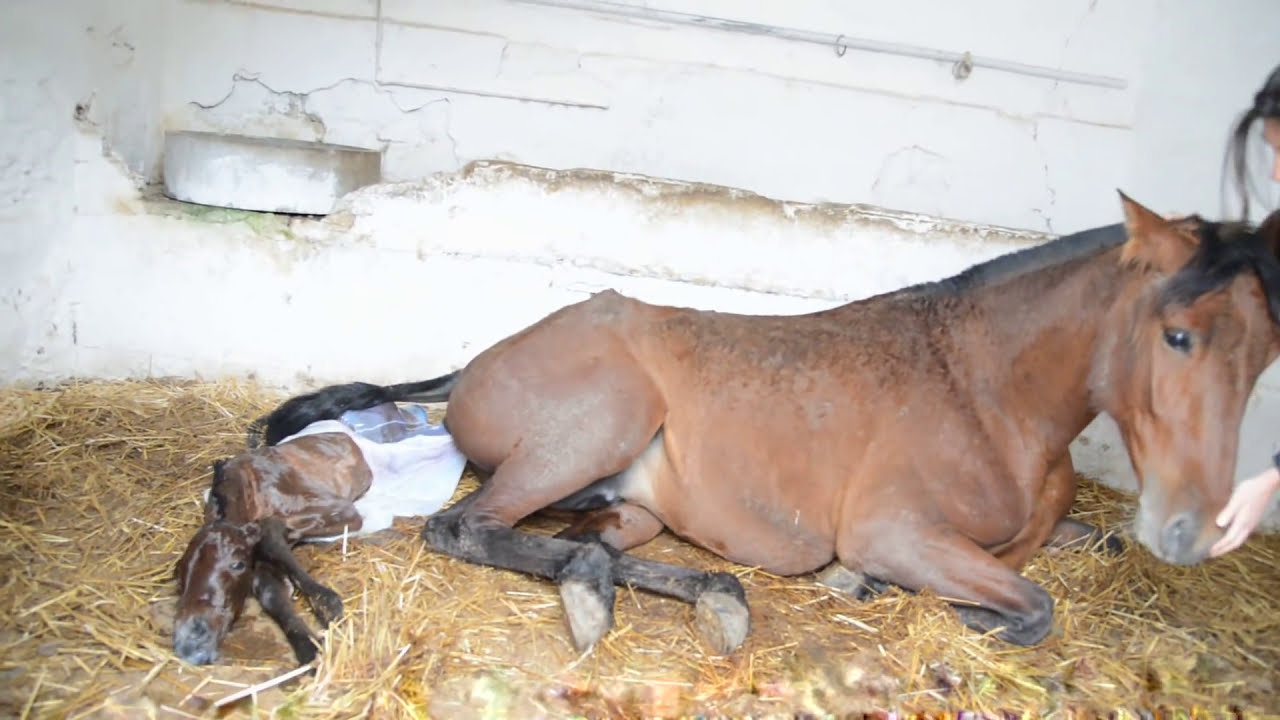 Parto LUMINOSA DN foaling (Querencia DN) - 28/04/2013