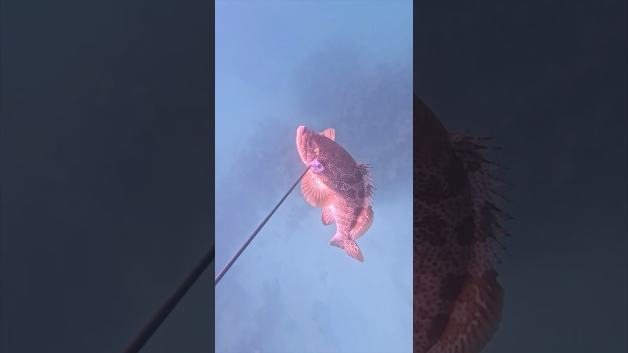 Fawaz Al Hasawi - Epic Grouper Adventures: Underwater 