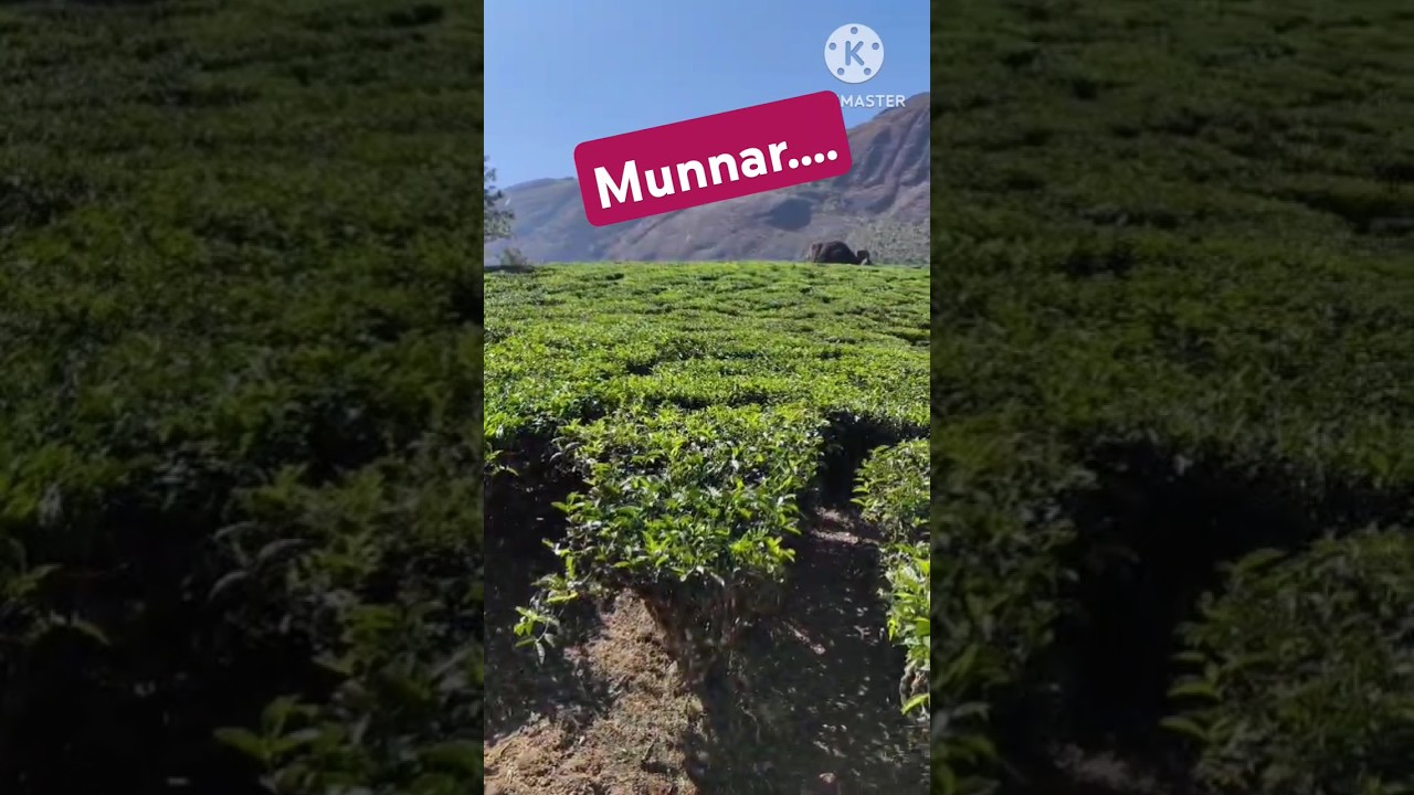 Tea estates..#munnar #kerela #teaplants #beautiful#touristplace #tour#beaches#temple#mountains