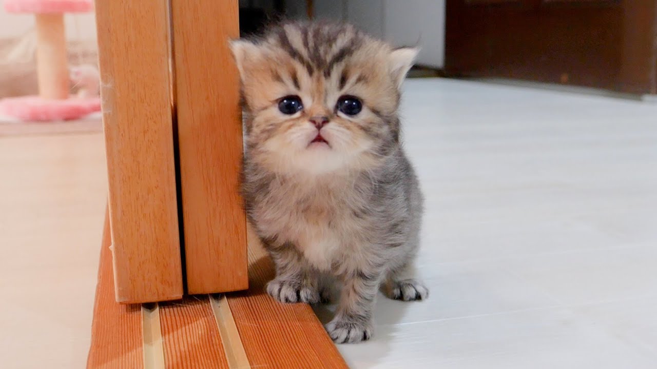 Младшая сестра, пригласившая сонного котенка поиграть, была такой милой!