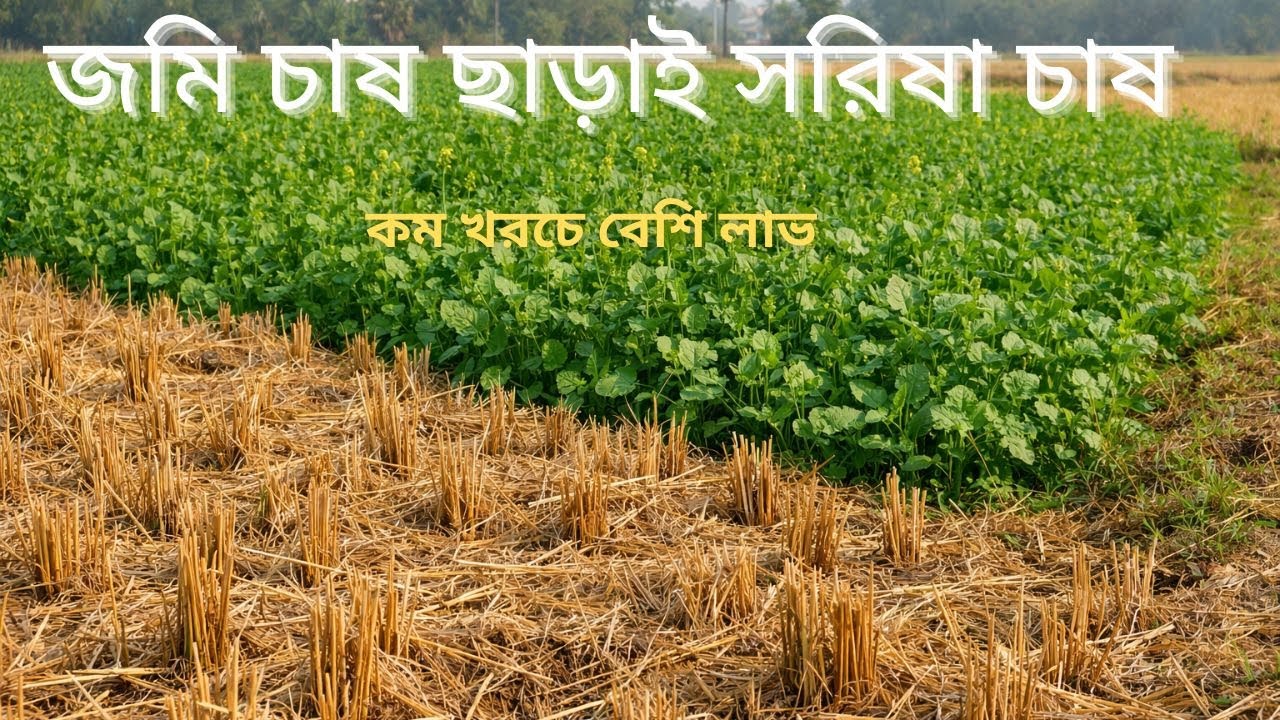 জমি চাষ না করে সরিষা চাষ | Zero Tillage Mustard Farming সম্পূর্ণ গাইড