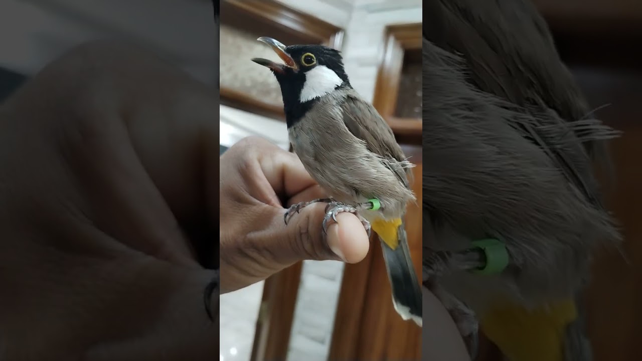 الفرق بين الفحل وأنثى البلابل العراقيه