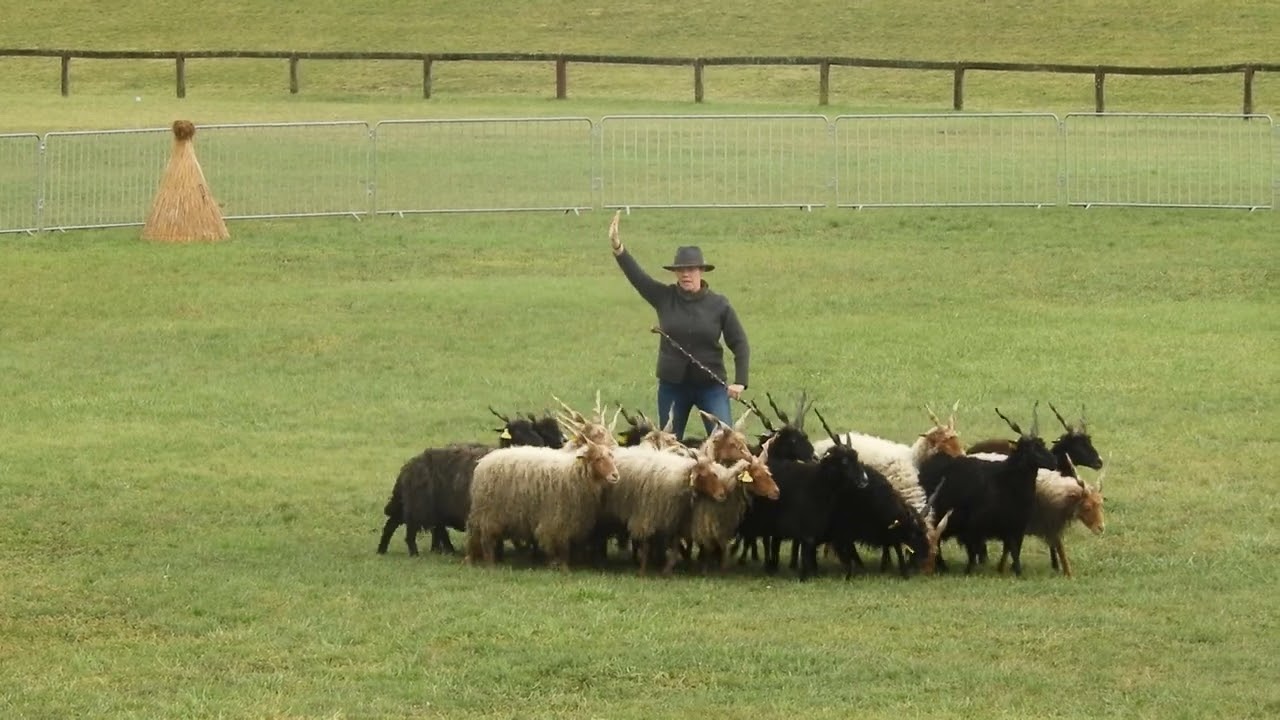 I.FCI TS Herding European Championship 2023 Yvonne Renz, Germany
