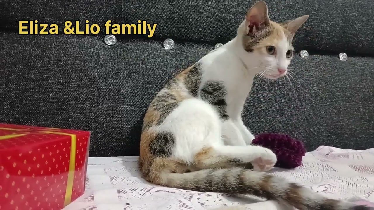 Lio family😻😻😻😻#funny #cat #kitten 🐱