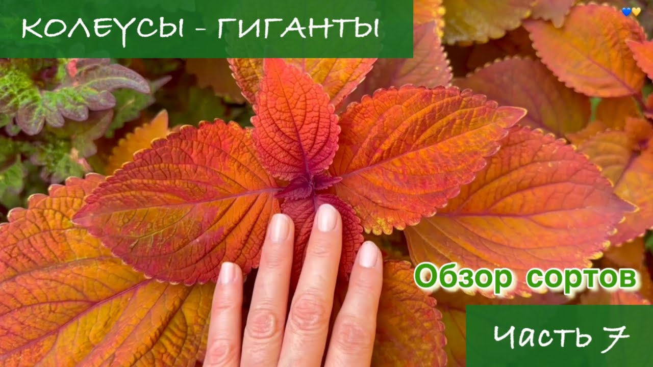 #7 Колеусы - Гиганты. Обзор сортов с названиями, 7 серия / 2024 / Garden Coleus