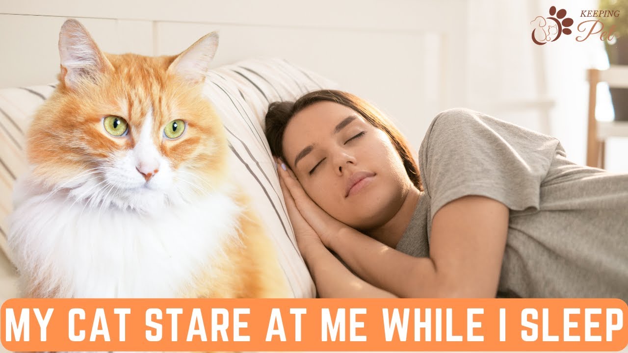 The Truth About Your Cat Staring at You While You Sleep!