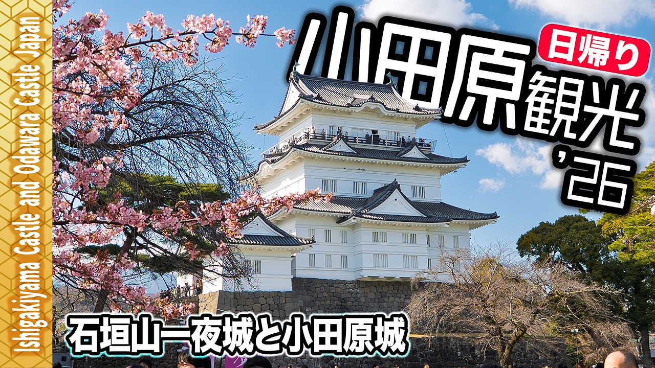 【小田原🏯観光’26】☀️小田原城と石垣山一夜城｜豊臣と北条それぞれの城を巡る