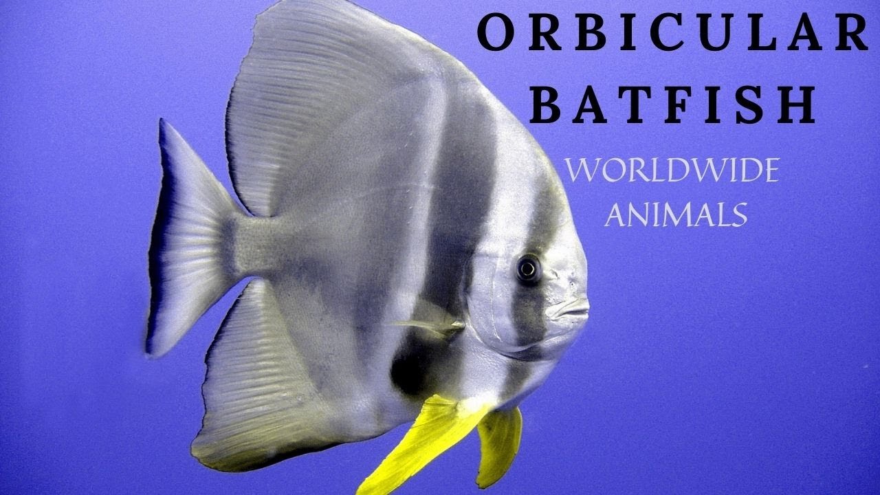 Facts about Orbicular Batfish | Orbicular Batfish Aquarium | Orbicular Batfish