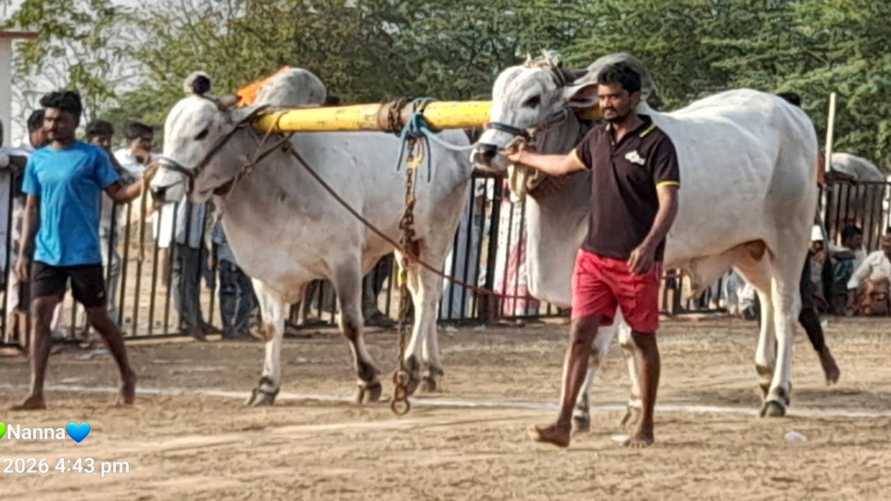💥🌾అగడూరు గ్రామం న్యూ కేటగిరి విభాగానికి 16వ జత గారు💥04-02-2026💥