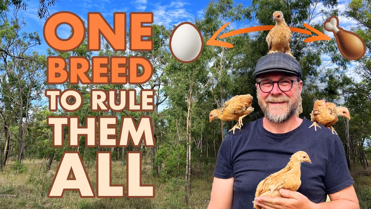 This Incredible CHICKEN Breed Is Perfect for Homesteaders