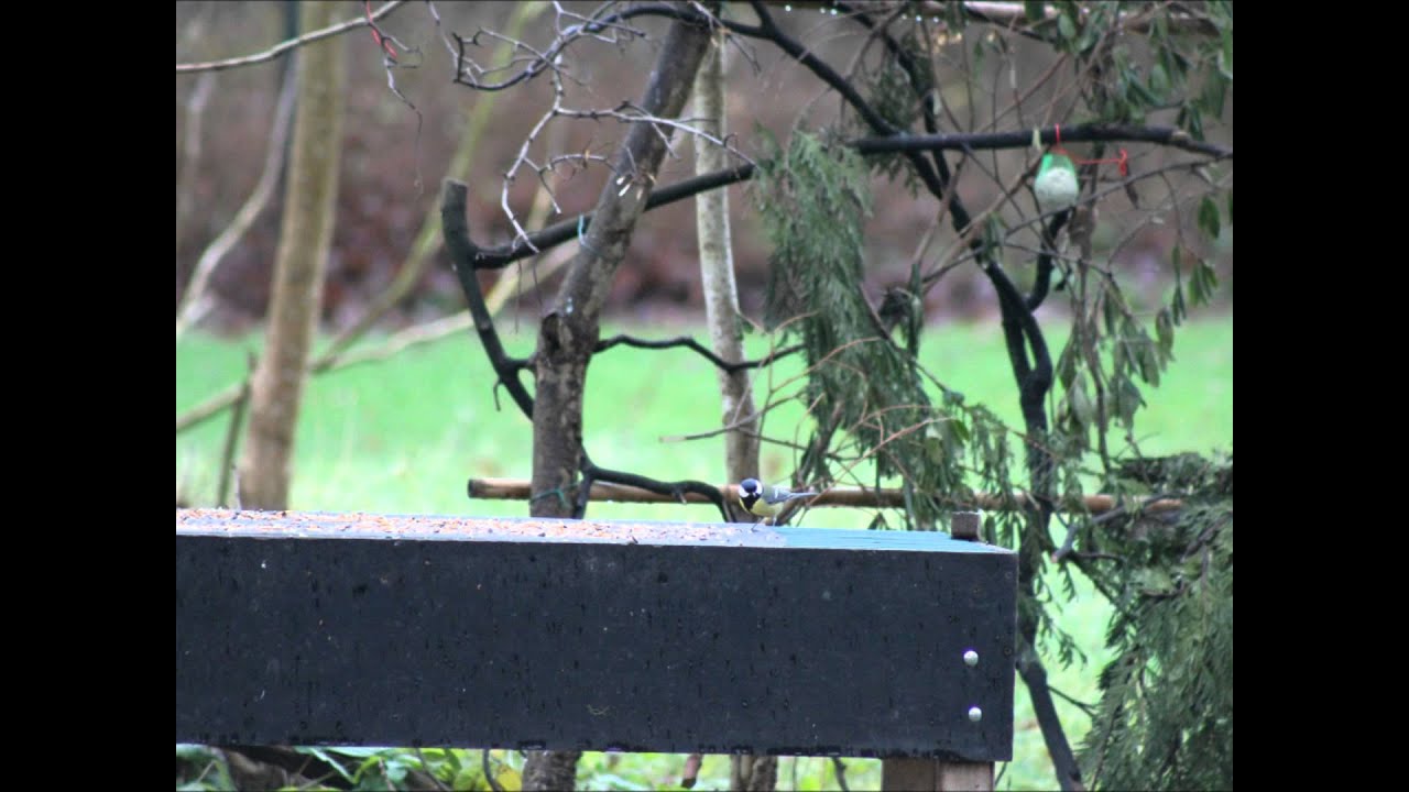 Haasdonk 'Vogels voeren & beloeren 2015'