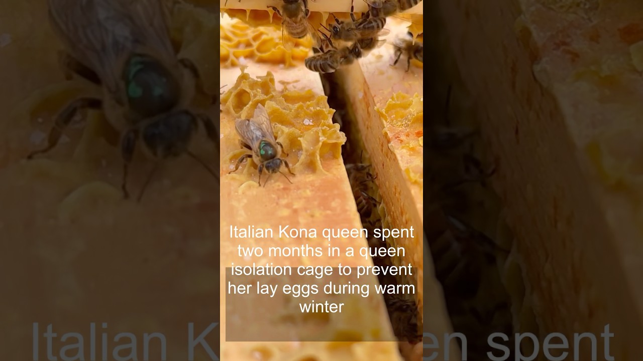 Honey bee Queen  spent winter in the cage to prevent laying eggs, gets back to work…