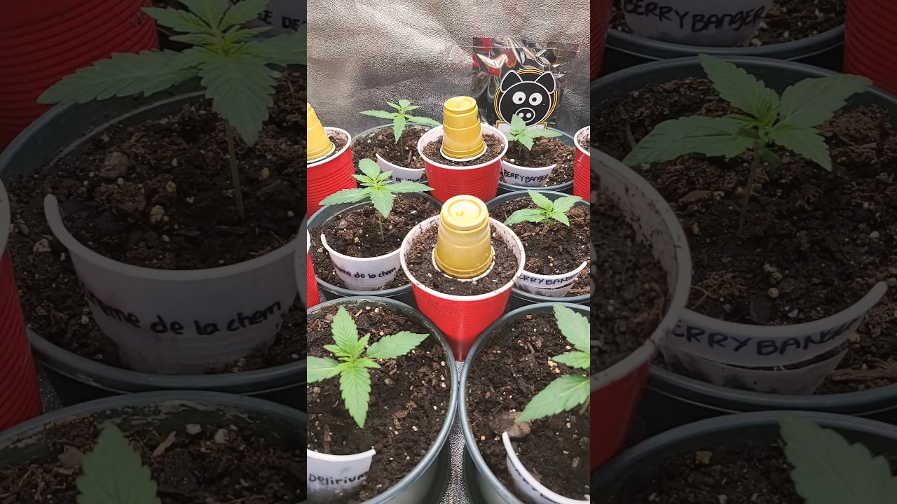 Day 15 from seed Autoflower #spiderfarmerled #sf1000 #Shorts #garden #nature #plants #trending #grow