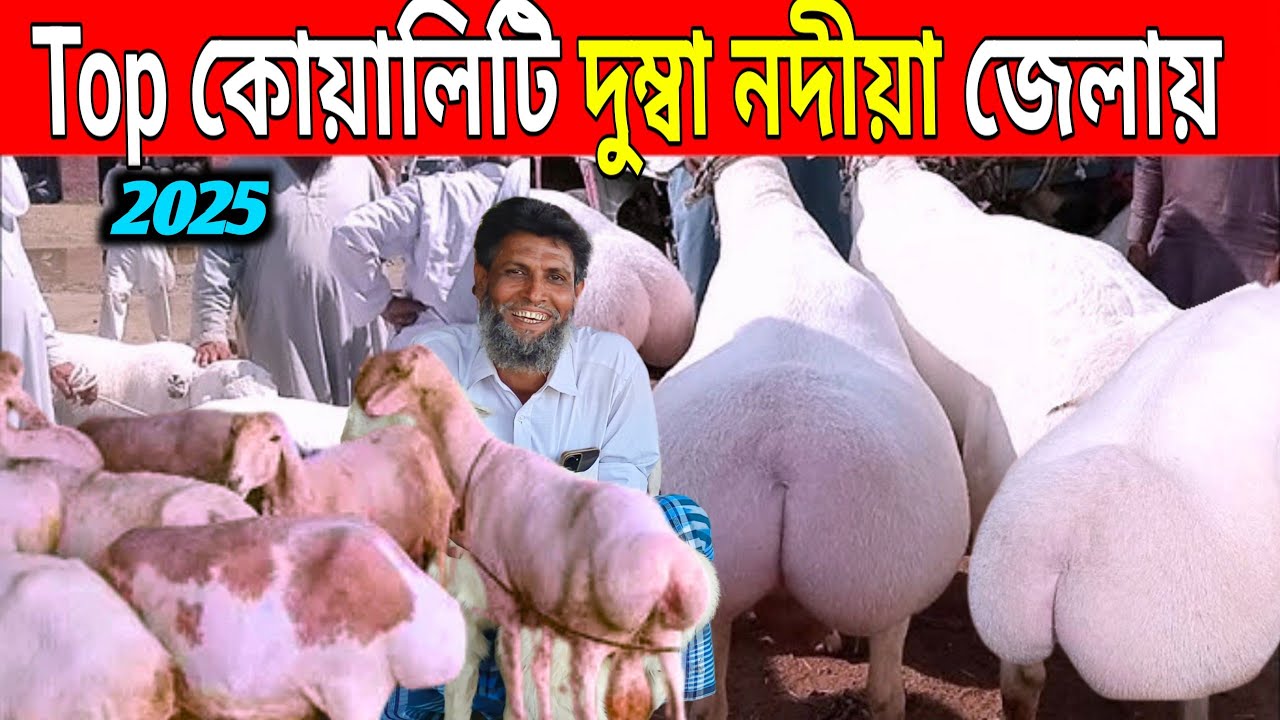 এক একটি দুম্বা কত টাকা বিক্রি হবে || dumba farming in West Bengal || দুম্বা চাষ নদীয়া জেলায়