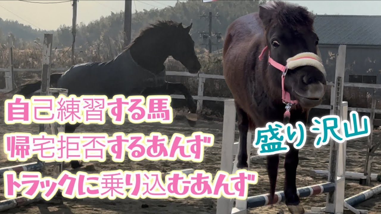 自己練習する馬、勝手にトラックに乗るあんず、帰宅拒否あんずなど盛り沢山動画