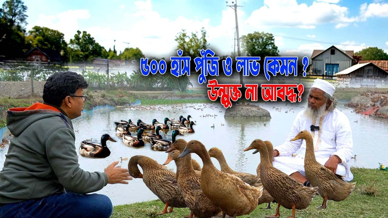 খামার শুরু করুন! ৫০০ হাঁসে লাভ কত? উন্মুক্ত না আবদ্ধ—কোন পদ্ধতিতে প্রতিদিন ৩ হাজার আয় সম্ভব?