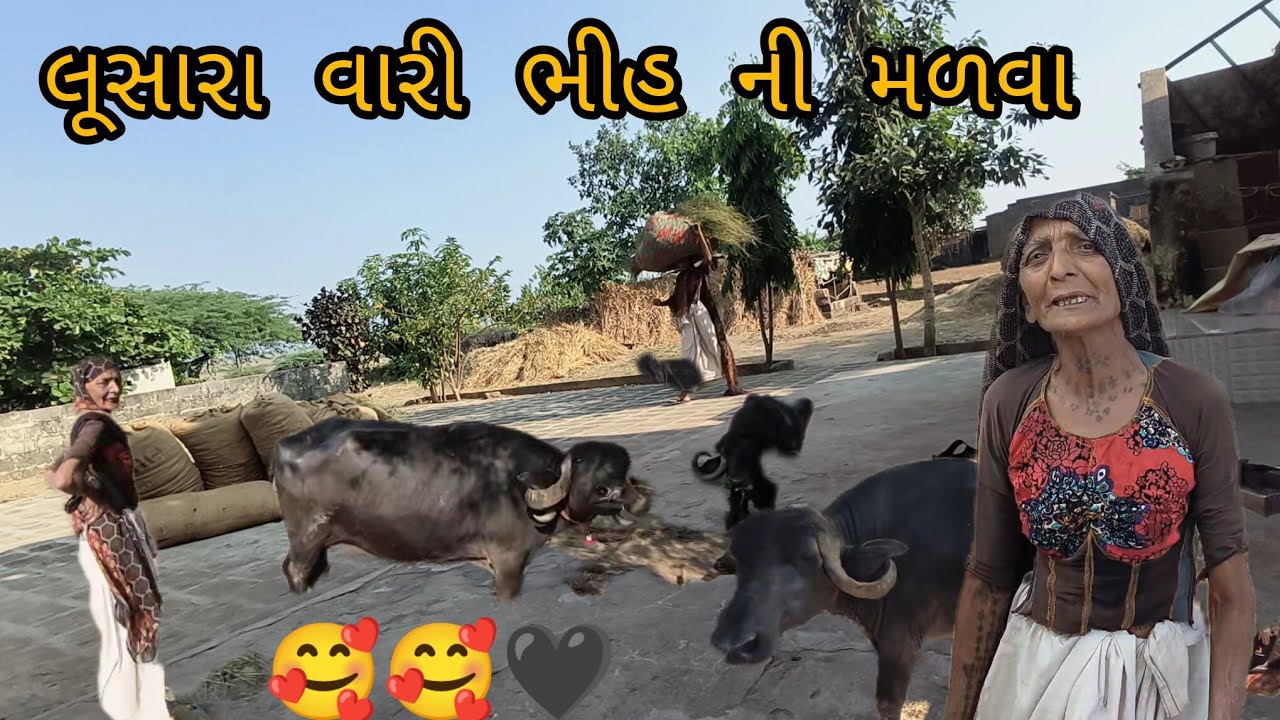 લુસારા વારી ભીહ ની મળવા ગોર્સર 🥰🥰