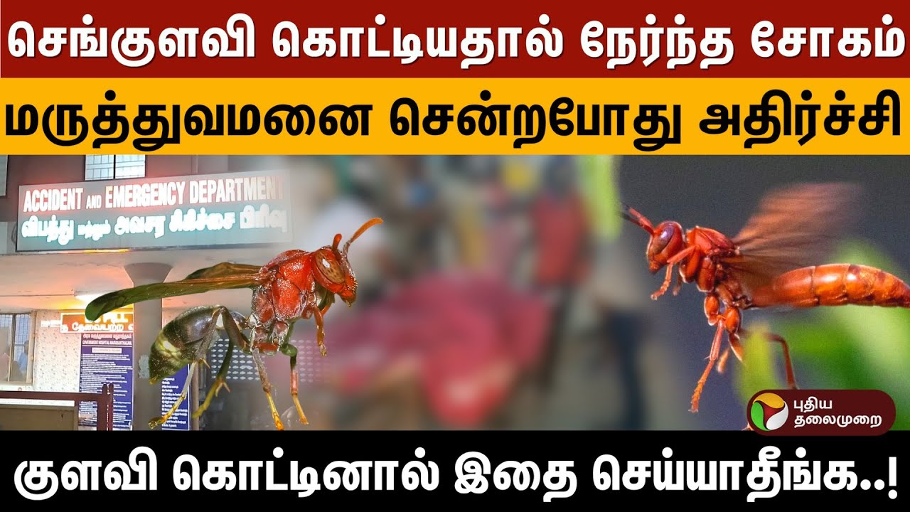 செங்குளவி கொட்டியதால் நேர்ந்த.. மருத்துவமனை சென்றபோது அதிர்ச்சி. குளவி கொட்டினால் இதை செய்யாதீங்க