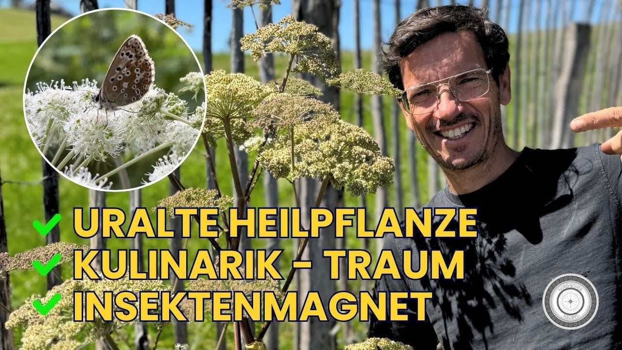 Unfassbar - sie kann alles! Angelica sylvestris – Wald-Engelswurz