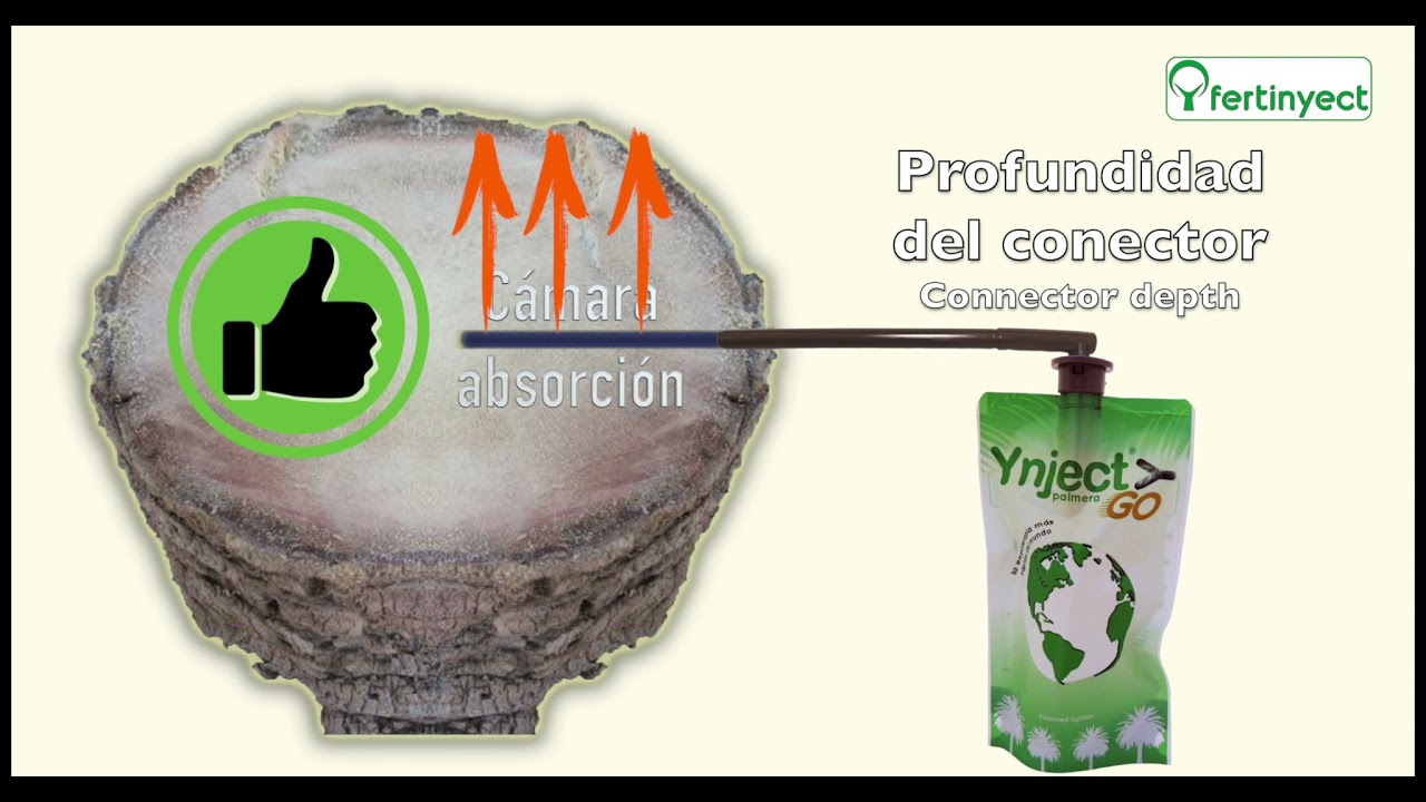 Aplicación de Ynject en palmeras - Applying Ynject in palm trees (2021)