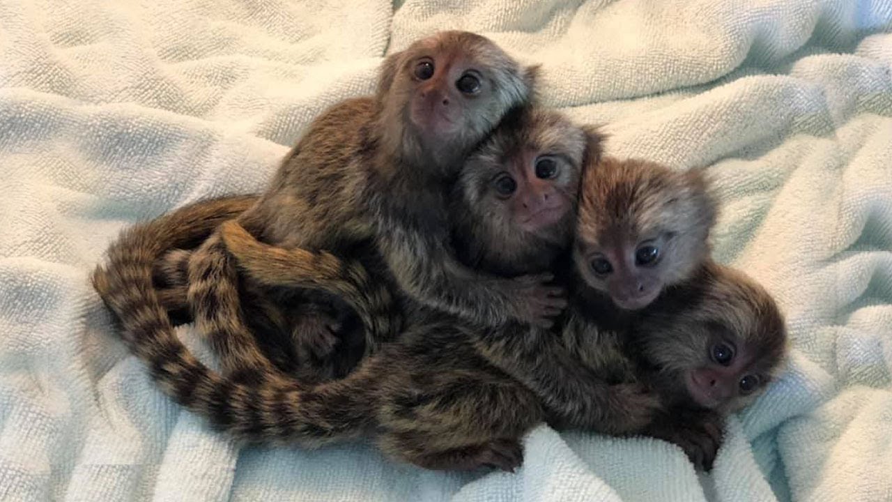 The smallest adorable marmoset monkey in the world