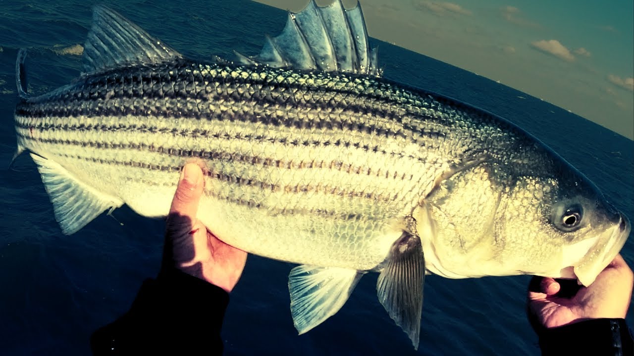15 Tips to Catch Spring Striped Bass 📱