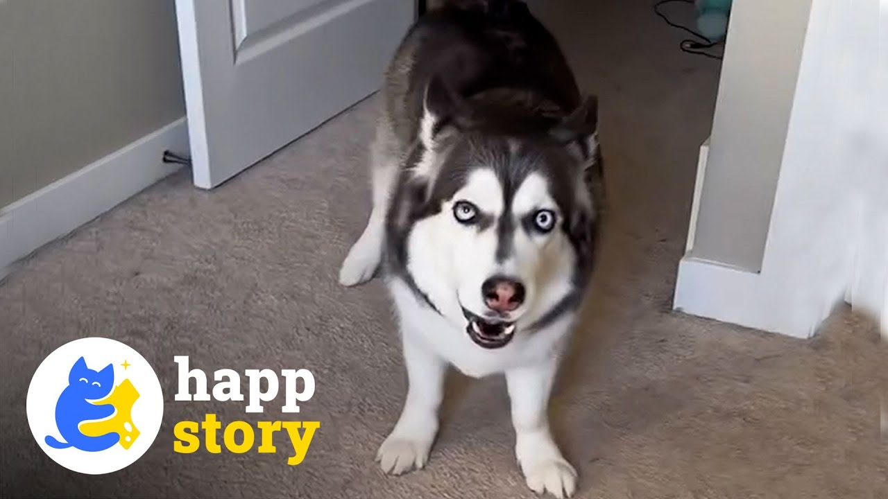Why This Corgi Husky Mix Scolds Her Dad All The Time?