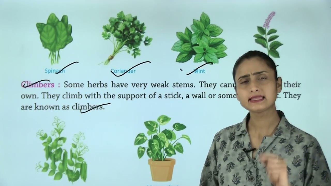 Ch 1 | Green World | Catch Up With Science | Class 01 | Growing Mind | For children