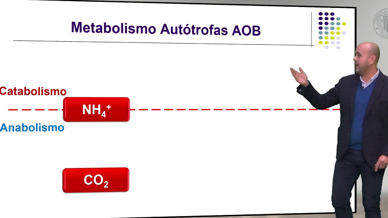 Metabolismo de las Bacterias Autótrofas |  | UPV