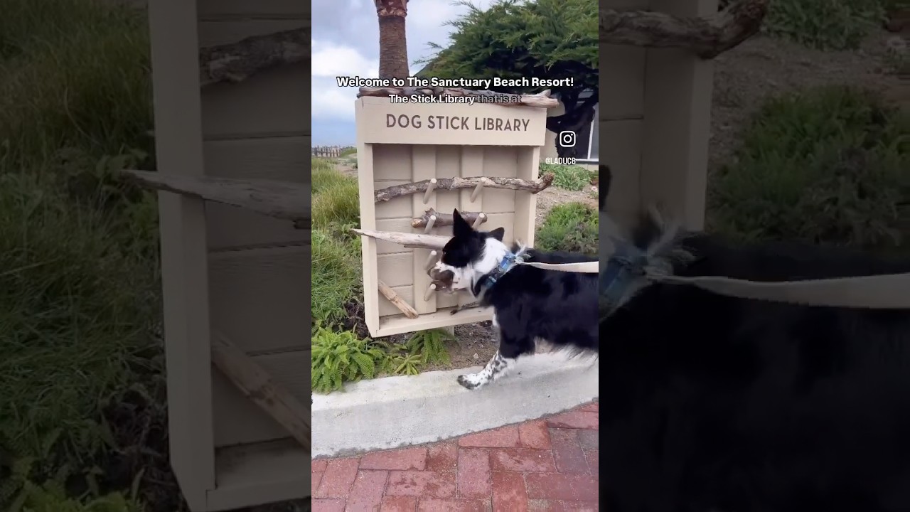The Sanctuary Beach Resort - laidback, dog-friendly luxury two hours from San Francisco #ilovemydog