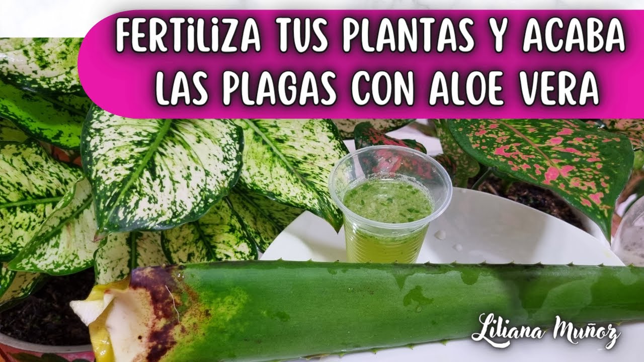FERTILIZA TUS PLANTAS Y ACABA LAS PLAGAS CON ALOE VERA-me lo agradecerás/Liliana Muñoz
