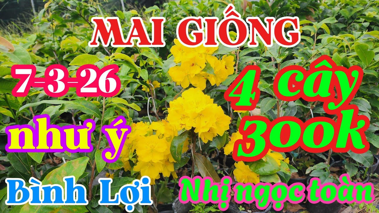 7-3-26 combo cây giống , như ý ,bình lợi,nhị ngọc toàn 0941488772