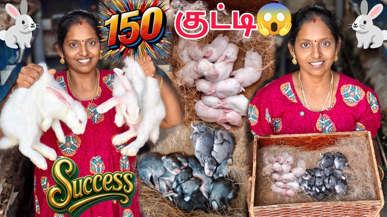பட்ட கஷ்டம் வீண் போகல 🥹 நம்ம முயல் பண்ணையில 150குட்டி பிறந்துருக்கு😍🤗 #karthikgowri