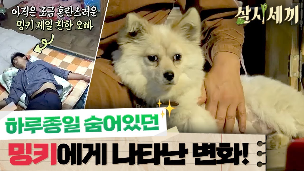 [#삼시세끼정선편] 꼬마였던 밍키가 임신을? 밍키의 임신 소식이 아직은 혼란스러운 옥택연₍o̴̶̷᷄︿o̴̶̷̥᷅₎
