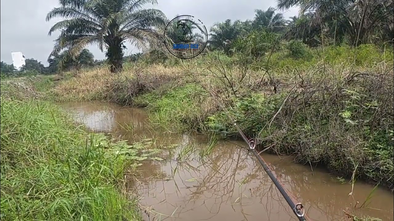 Di spot kanal kecil ini joran pancing ku hampir patah!!