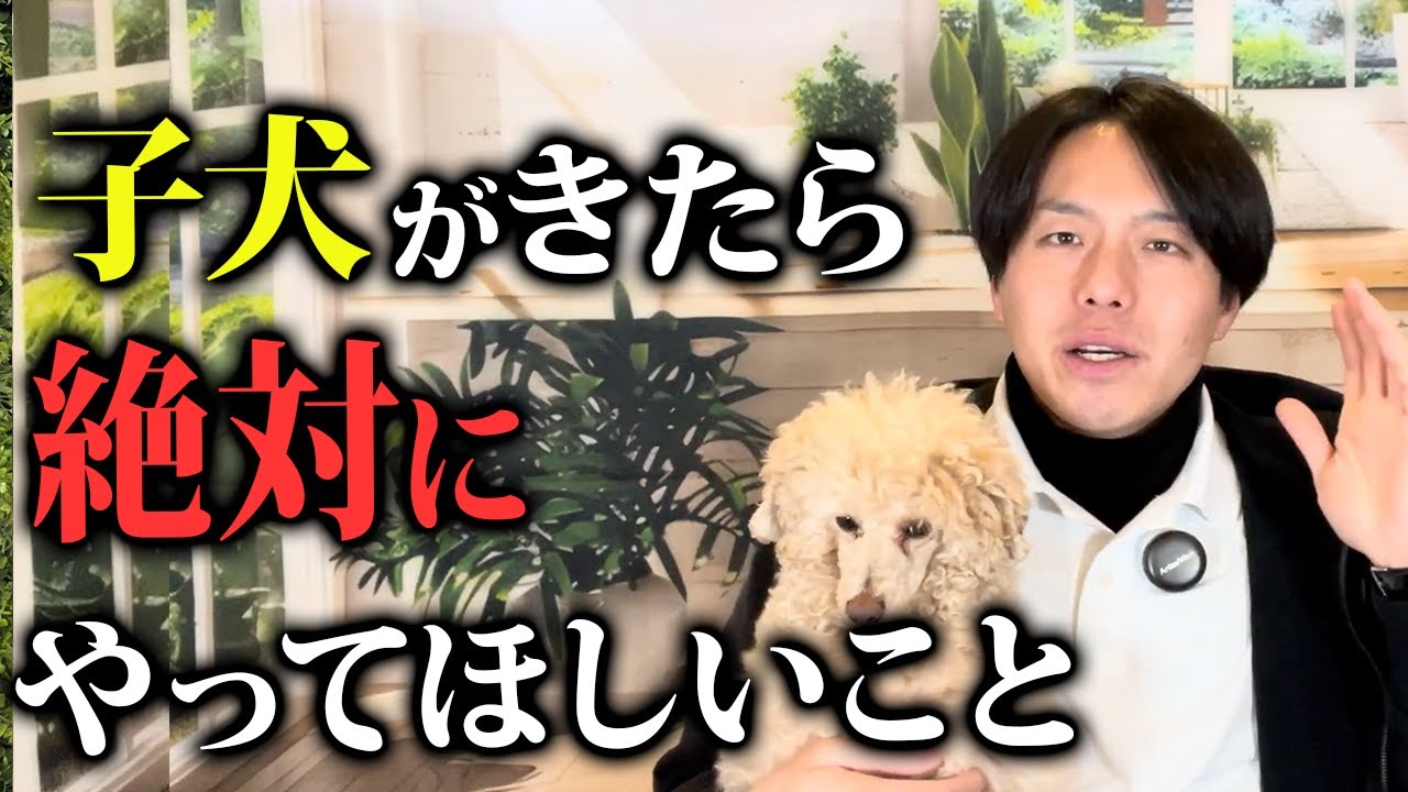 子犬を迎えて1週間で絶対にやってほしいこと5選【プロドッグトレーナー解説】
